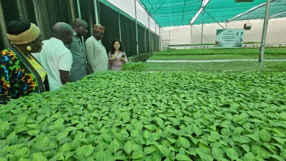 Members of the Nigerian delegation stand beside rows of green seedlings inside a large covered plant nursery while a guide explains the facility.