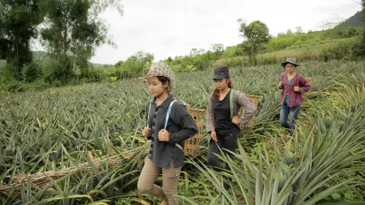 Pineapple farm and rural village, Lao PDR, full size