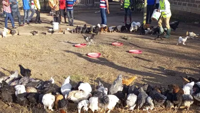 Chickens in a field