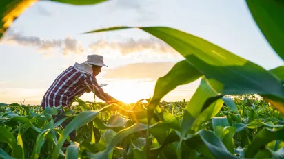 A farmer in a field harvesting corn