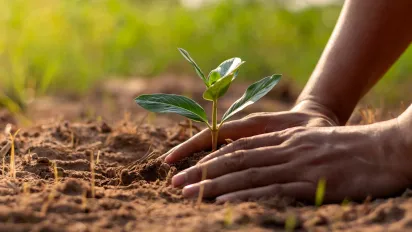 Hands planting seedlings