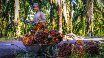 A worker in a Malaysian palm plantation