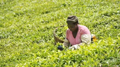 Woman working in a tea plantation in Kenya