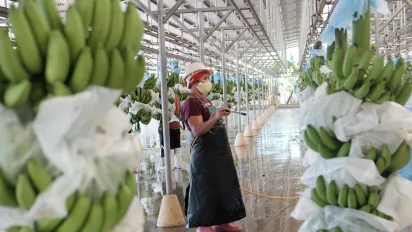 female worker in banana processing
