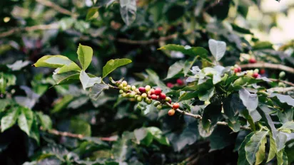 Coffee plant