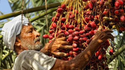 A migrant worker collecting dates