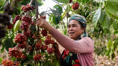 A coffee farmer picks ripe berries in Laonga Village, Salavan Province, Lao People Democratic Republic