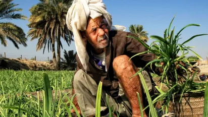 A farmer collects crops in a field.