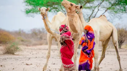 camels