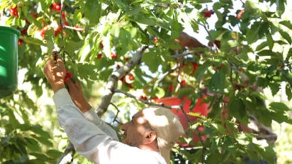  Farmers picking cherries in Kaa El Rim, Lebanon