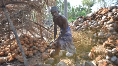 worker processsing brown coconuts