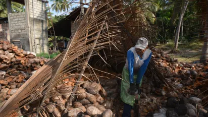 worker opening brown coconuts with a sharp tool in a field of coconut