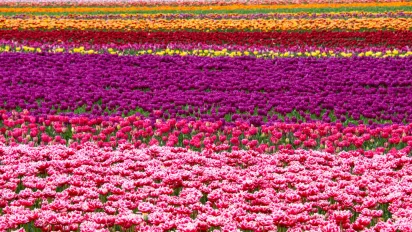  pexels-lichtblick800-16693339_field of flower_hero