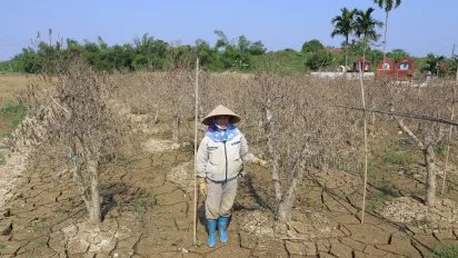 Hai Ha, a apricot blossom farmer loses a vast area of grown trees and a significant source of livelihood to Typhoon Yagi. 