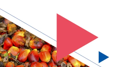 Market Systems Analysis of the Cassava, Palm Oil, Vegetables Sectors in the Districts of Port Loko, Bombali, Kenema and Bo