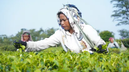 Woman plucking tea in a nepalese plantation