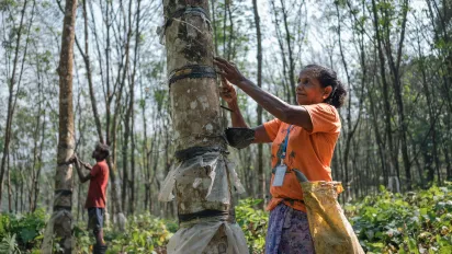 picture showing a woman tapping a rubber tree
