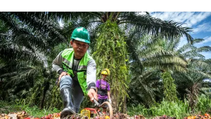 A harvester clerk evaluates visually the quality of just harvested oil palm fresh fruit bunches using “Gancu” (hook)