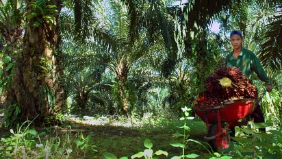 a male worker carries a barrel of oil palm fruits in a plantation 