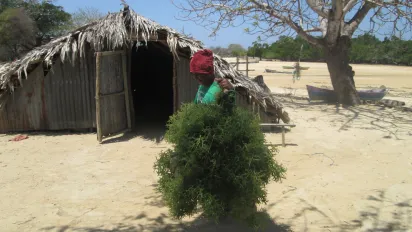 A seaweed farmer bringing fresh seaweed to be sundried