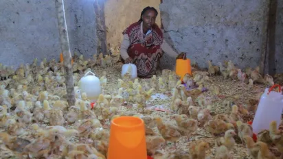A woman working in a poultry farm