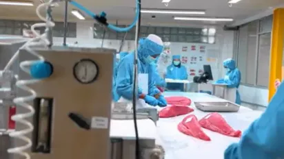 Four workers processing tuna on the table
