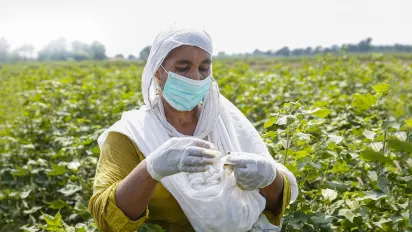 A woman cotton picker is working in the field of Southern Punjab, Pakistan