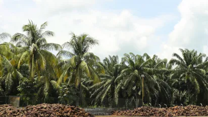  Vista de varias palmas de aceite y en el suelo se ubican cientos de racimos de fruto de palma en el fondo un cielo azul despejado.