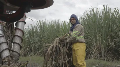  Hombre con gafas de seguridad y ropa de protección, que incluye una chaqueta con franjas reflectantes, pantalones impermeables amarillos y un pañuelo en la cabeza, sostiene un manojo de hojas secas en un campo de caña de azúcar. A la izquierda, se observan partes de una máquina agrícola utilizada en el proceso de cosecha. El cielo está nublado.