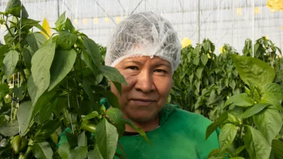 Trabajadores en un invernadero de producción de tomate y chile en Poncitlán, México.