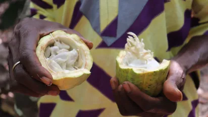 A farmer hand's presenting an open cacao fruit