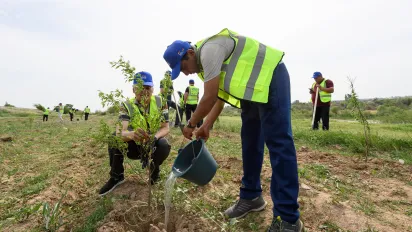 Two men planting a tree in a field
