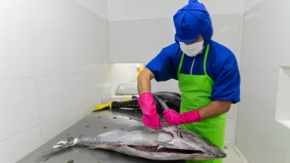 Processing Tuna in a factory in Indonesia