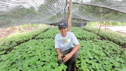 A portrait of Teuku Razuan. He stands in a bed of patchouli seedlings with netting overhead. He holds a patchouli plant and smiles broadly.