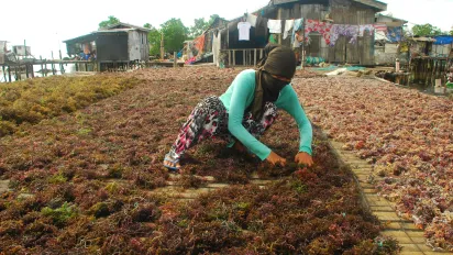 a woman grows seaweed in Zamboanga