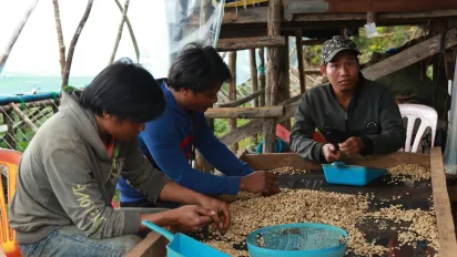 Three young mean sort coffee beans on a table
