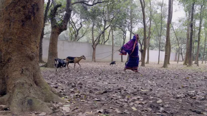 A woman leading two goats in an open field with trees 
