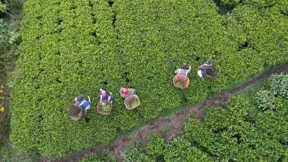 Drone view of 5 tea pluckers in a plantation, Nepal.