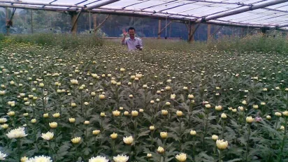 a farmer surrounded by yellowish flowers 