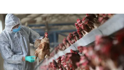 a male worker wearing a PPE inside a chicken farm