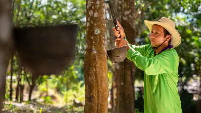 Rubber plantation workers tap latex from rubber trees in Thailand