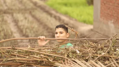A young boy working in the field looks over the tree twigs he is carrying on his shoulder into the camera.