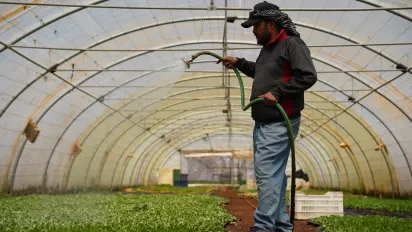 a worker watering the plants inside an greenhouse Bekaa, Lebanon. May 2025