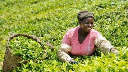 Woman picking tea in Kenya