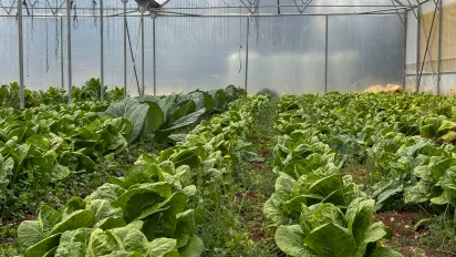 Healthy crops thriving inside the climate-controlled greenhouse. Bekaa, Lebanon. March, 2025