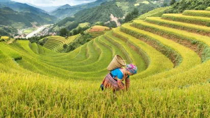 Woman carying basket in rice field Yên Bái, Vietnam