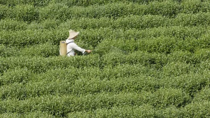 Man treating a plantation in China.