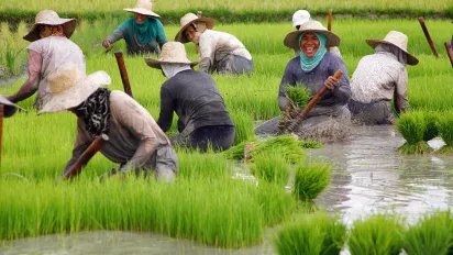 Rice harvest in the Philippines.