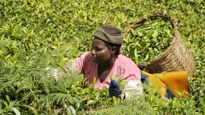Woman harvesting tea in Kenya.
