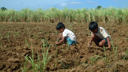 two boys wearing white torn shirts and working in a sugarcane field